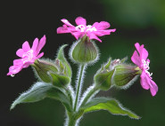 red campion