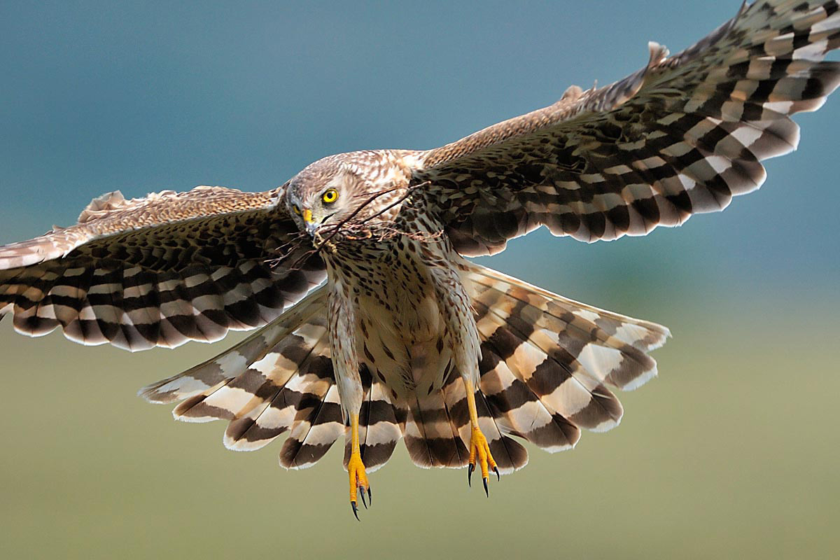 Female Hen Harrier