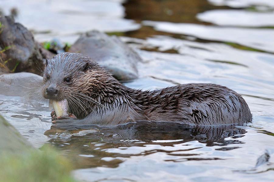 Otter