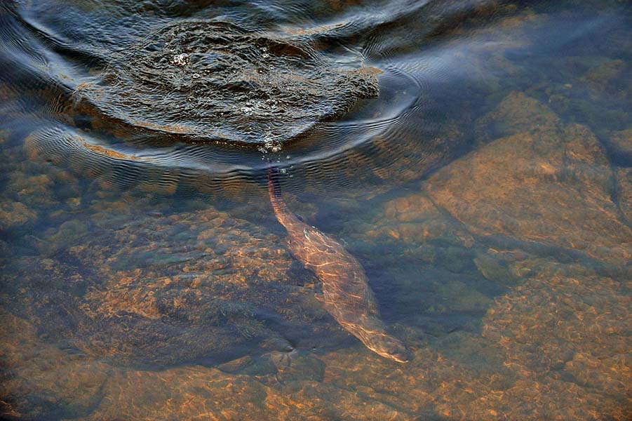 Otter