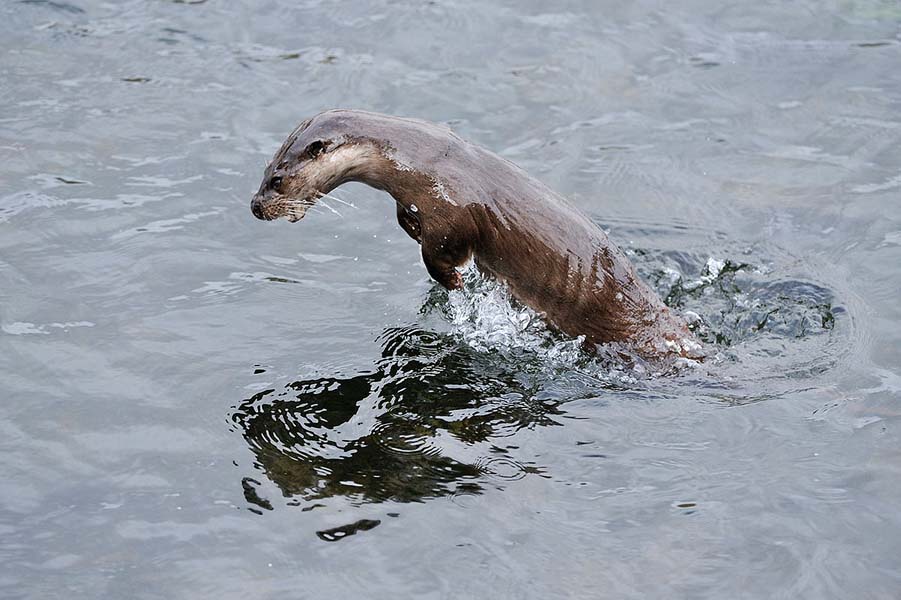 Otter