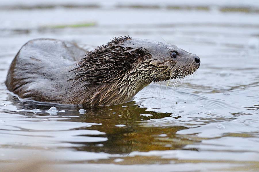 Otter