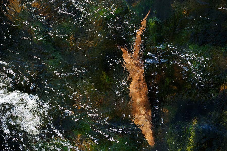 Otter
