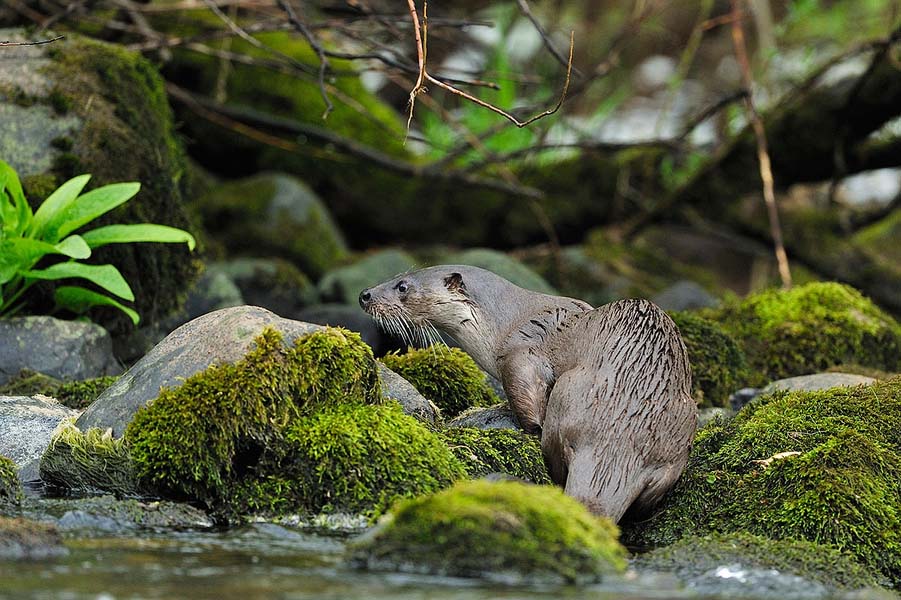 Otter