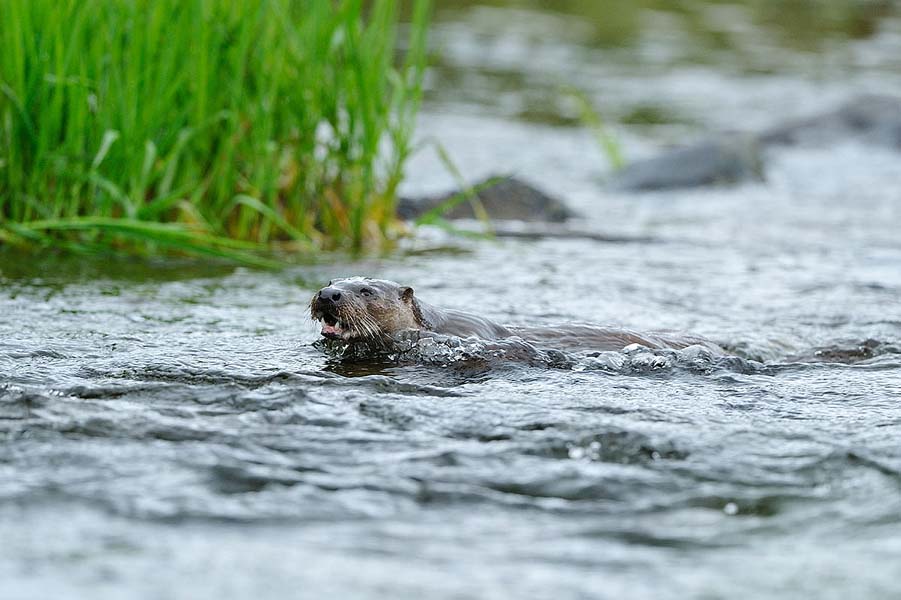 Otter