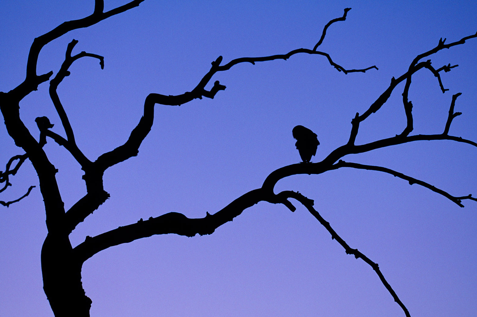 barn owl 0002  PORTFOLIO GALLERY.jpg