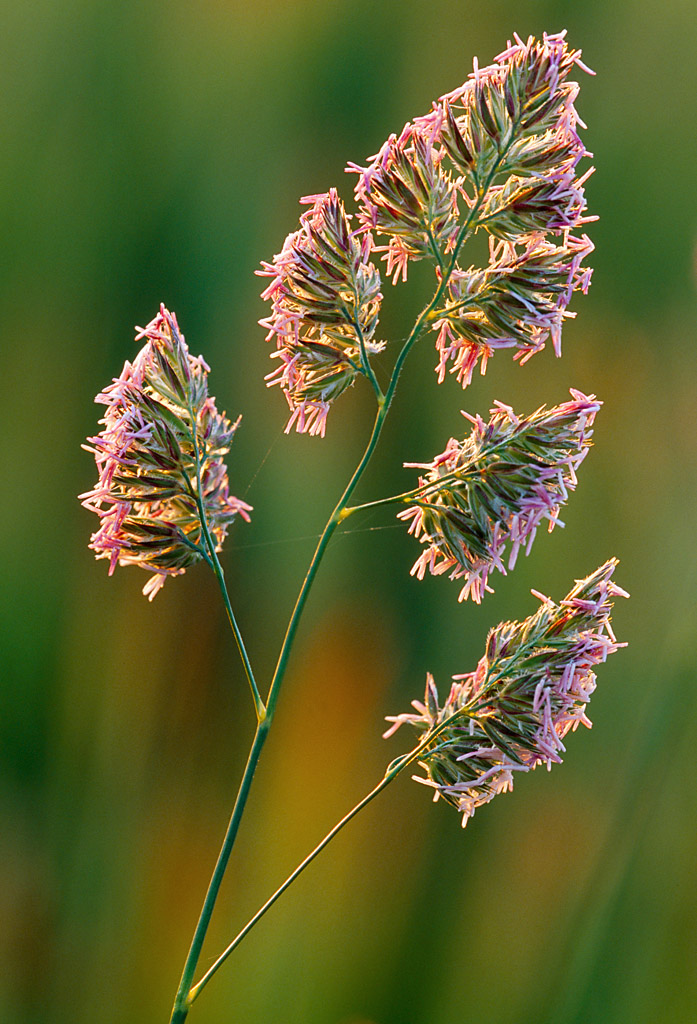 cocksfoot grass 0002  PORTFOLIO GALLERY.jpg