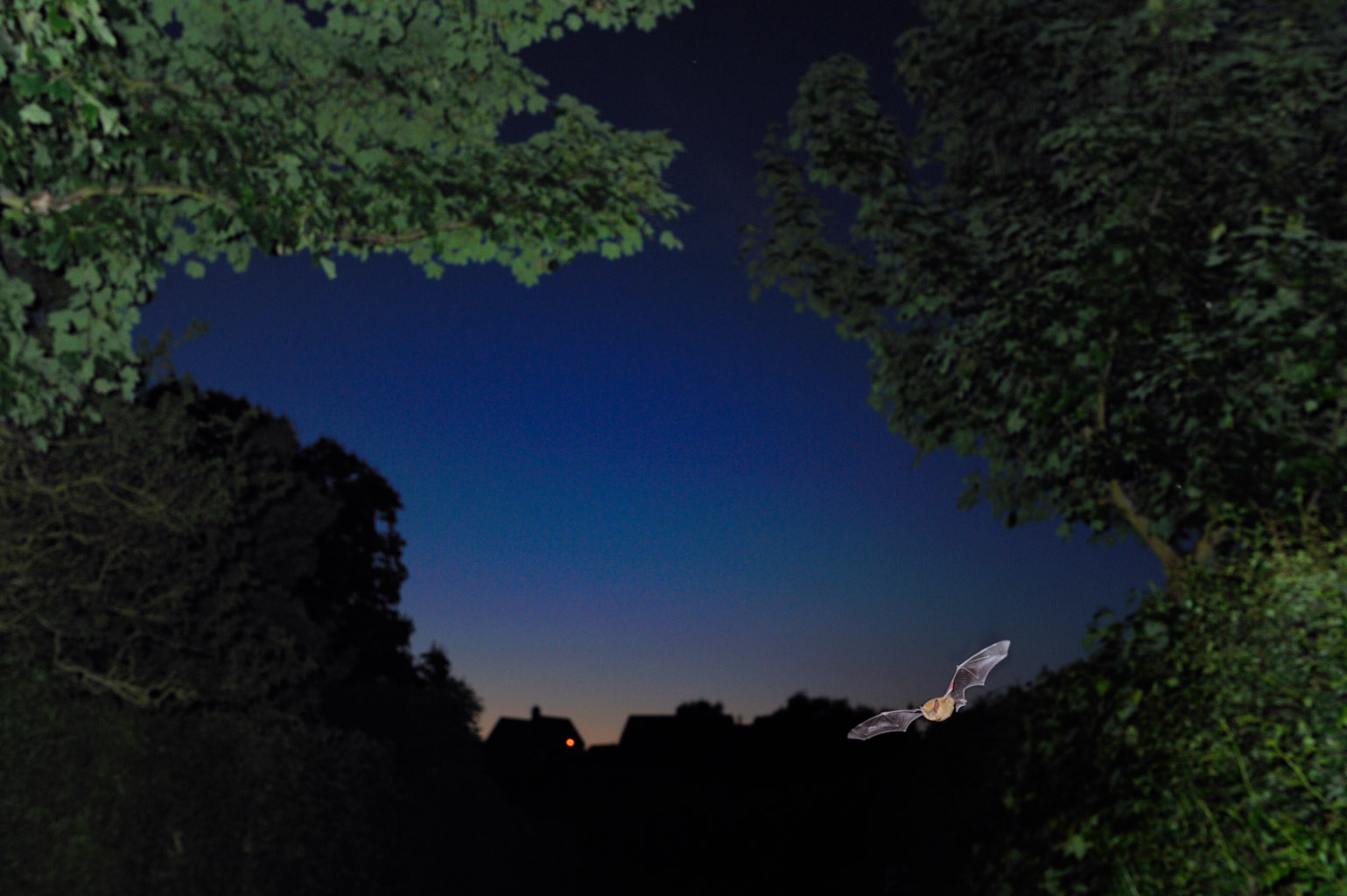 common pipistrelle bat 0015  PORTFOLIO GALLERY.jpg