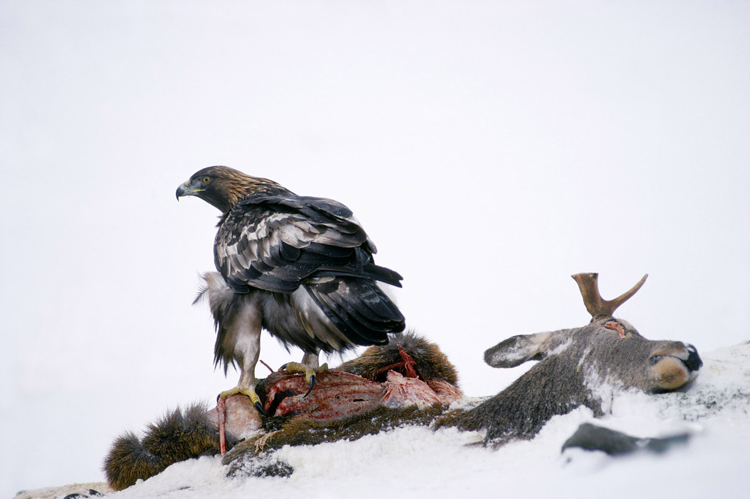 golden eagle 0071  PORTFOLIO GALLERY.jpg