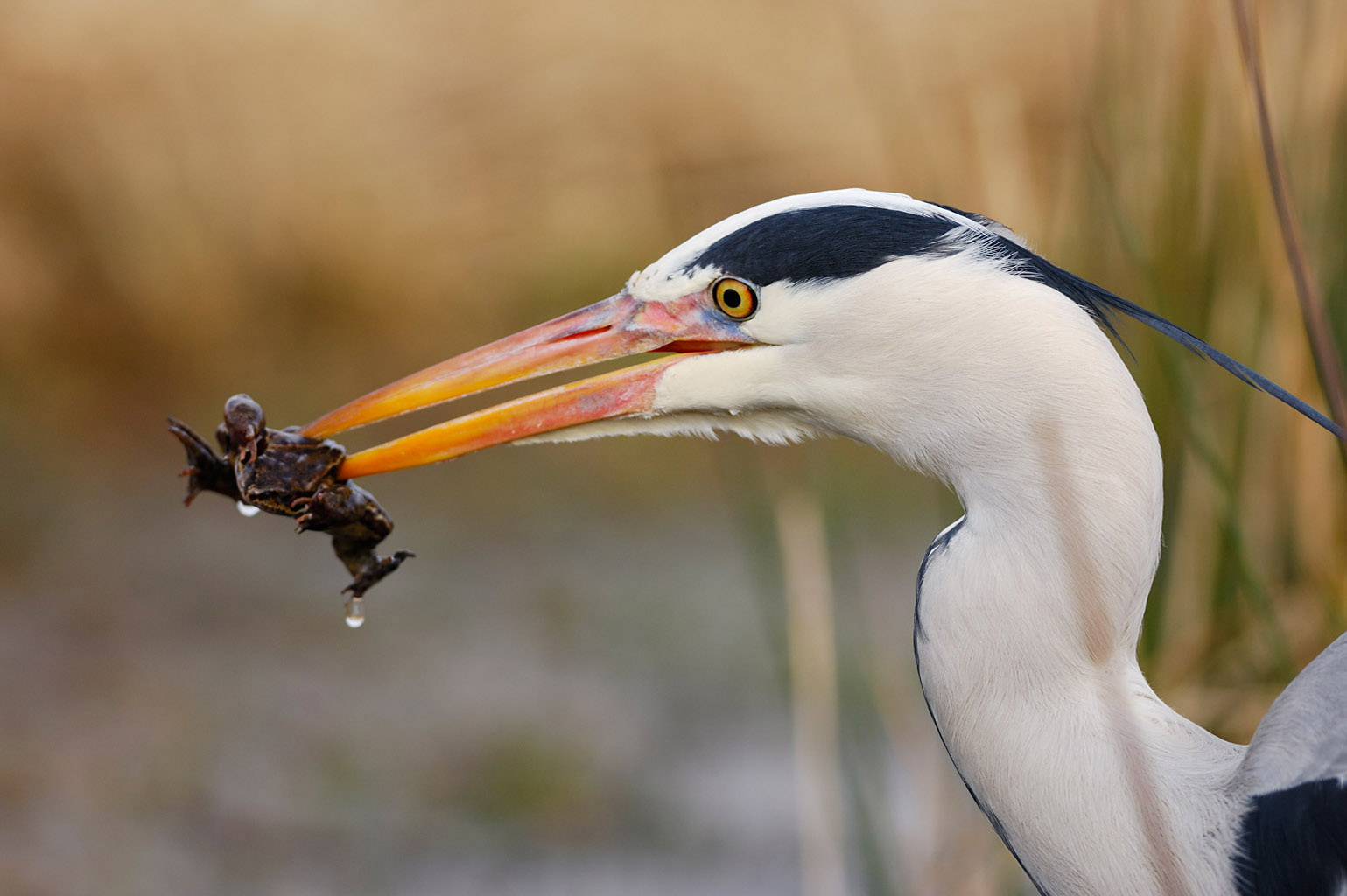 grey heron 0025  PORTFOLIO GALLERY.jpg