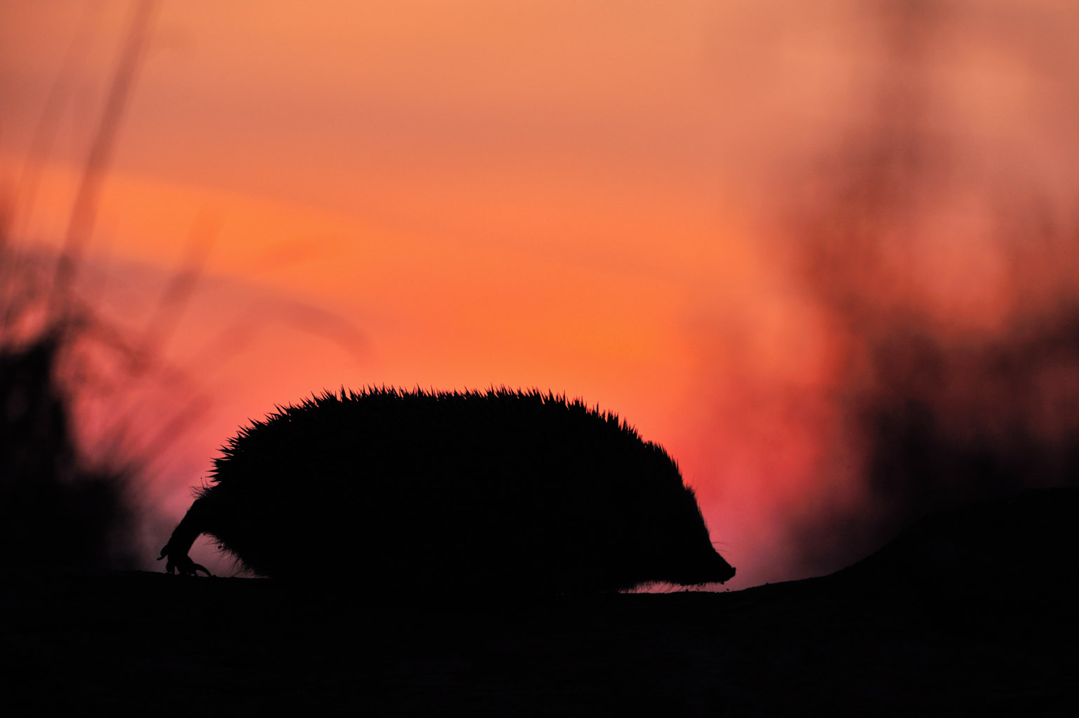 hedgehog 0016  PORTFOLIO GALLERY.jpg