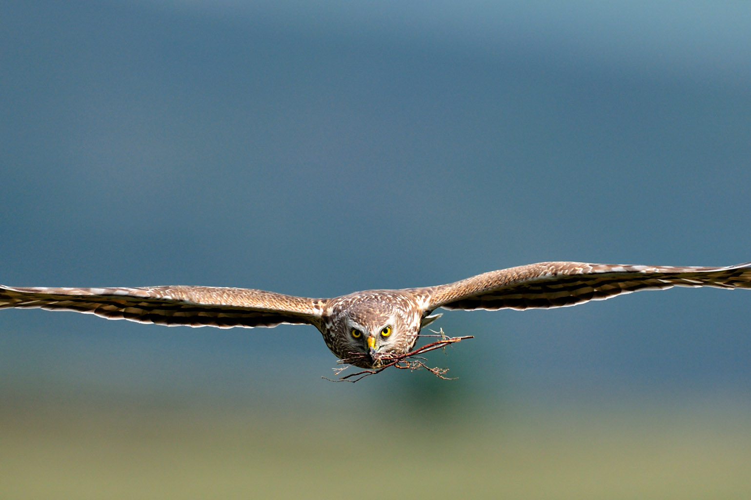 hen harrier 0012  PORTFOLIO GALLERY.jpg