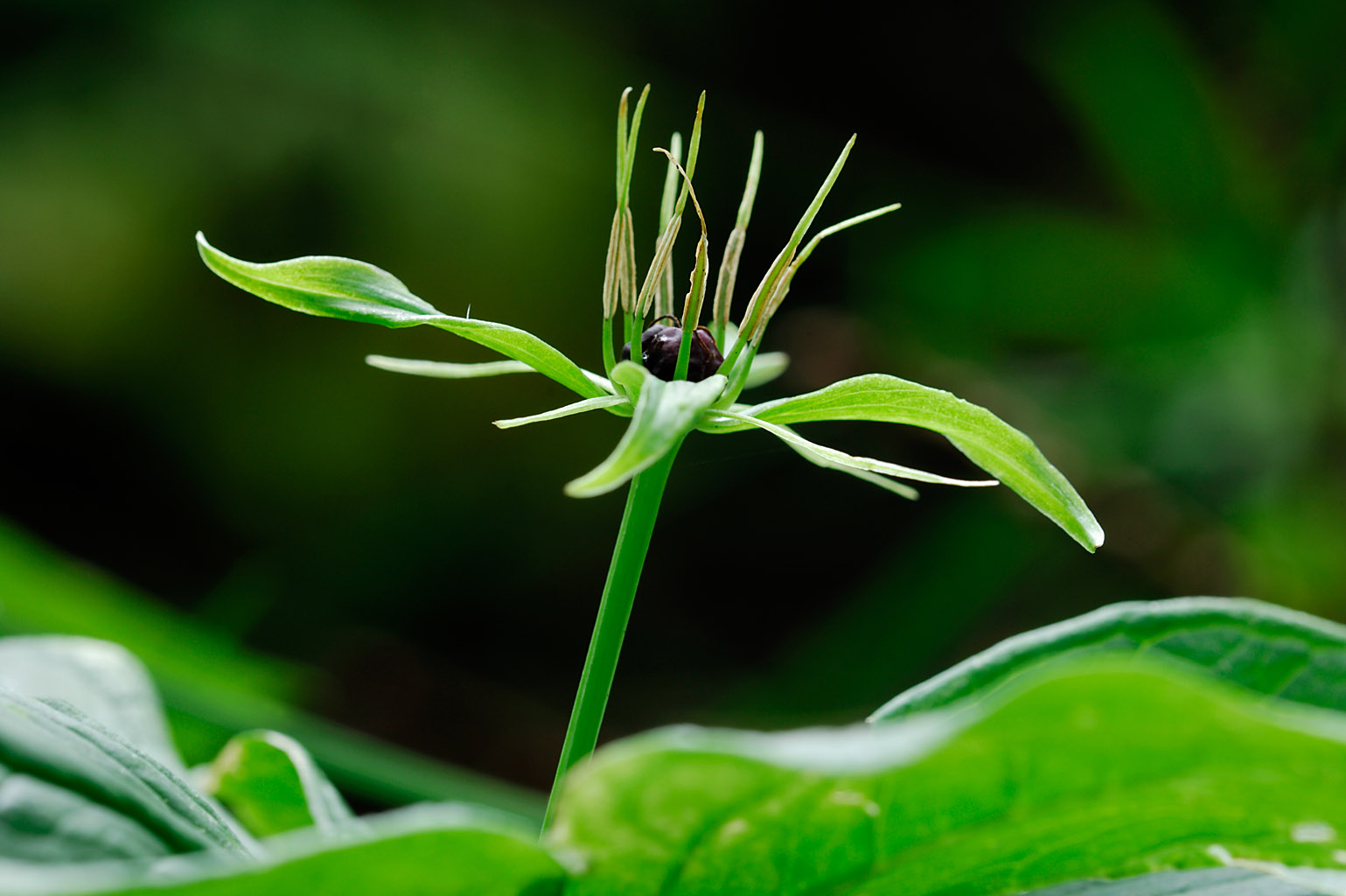 herb paris 0006  PORTFOLIO GALLERY.jpg