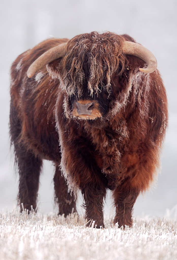 highland cow 0070  PORTFOLIO GALLERY.jpg