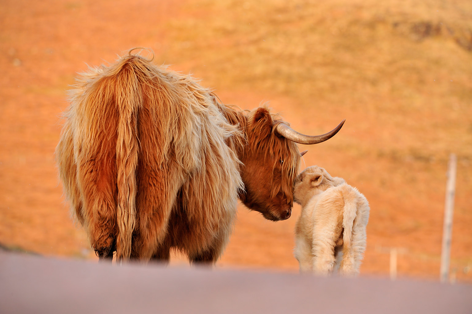 highland cow 0189  PORTFOLIO GALLERY.jpg