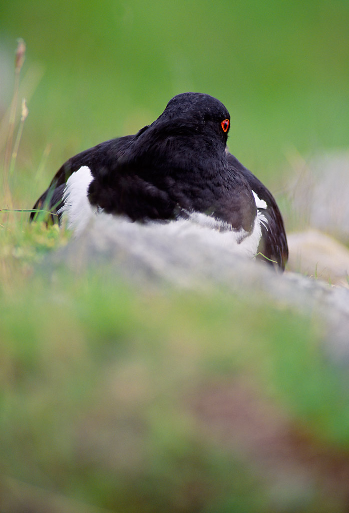 oystercatcher 0031  PORTFOLIO GALLERY.jpg