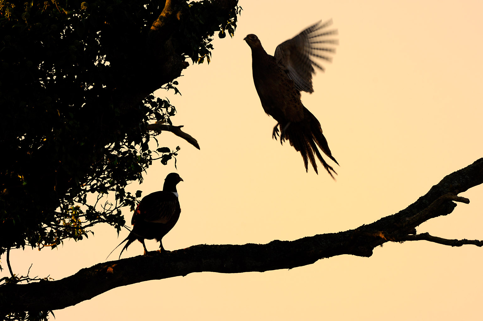 pheasant 0032  PORTFOLIO GALLERY.jpg