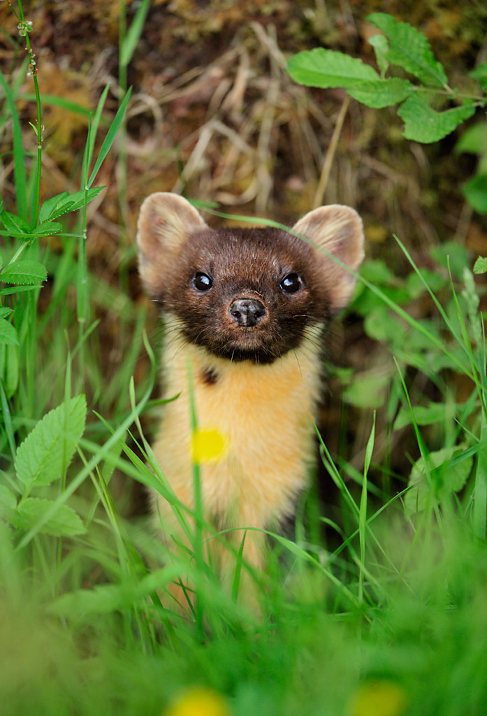 pine marten 0027  PORTFOLIO GALLERY.jpg