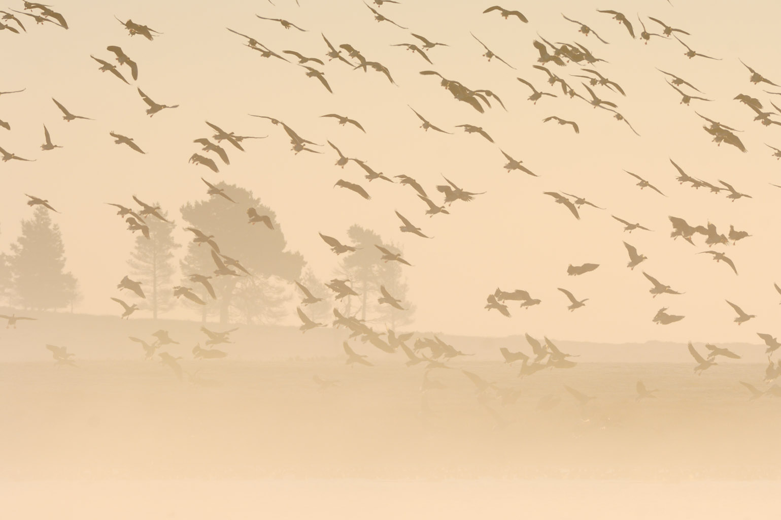 pinkfooted goose 0021  PORTFOLIO GALLERY.jpg