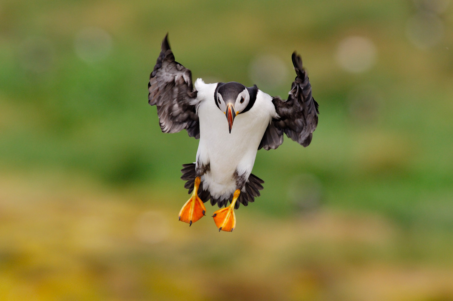 puffin 0029  PORTFOLIO GALLERY.jpg