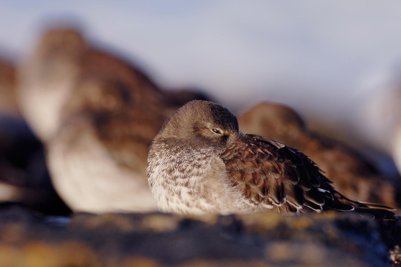 purple sandpiper 0004  PORTFOLIO GALLERY.jpg