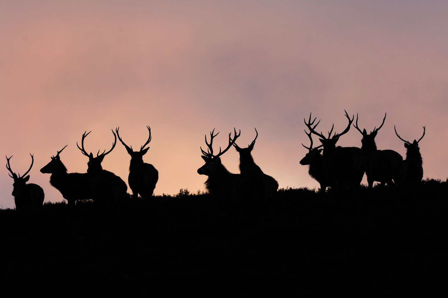 red deer 0178  PORTFOLIO GALLERY.jpg