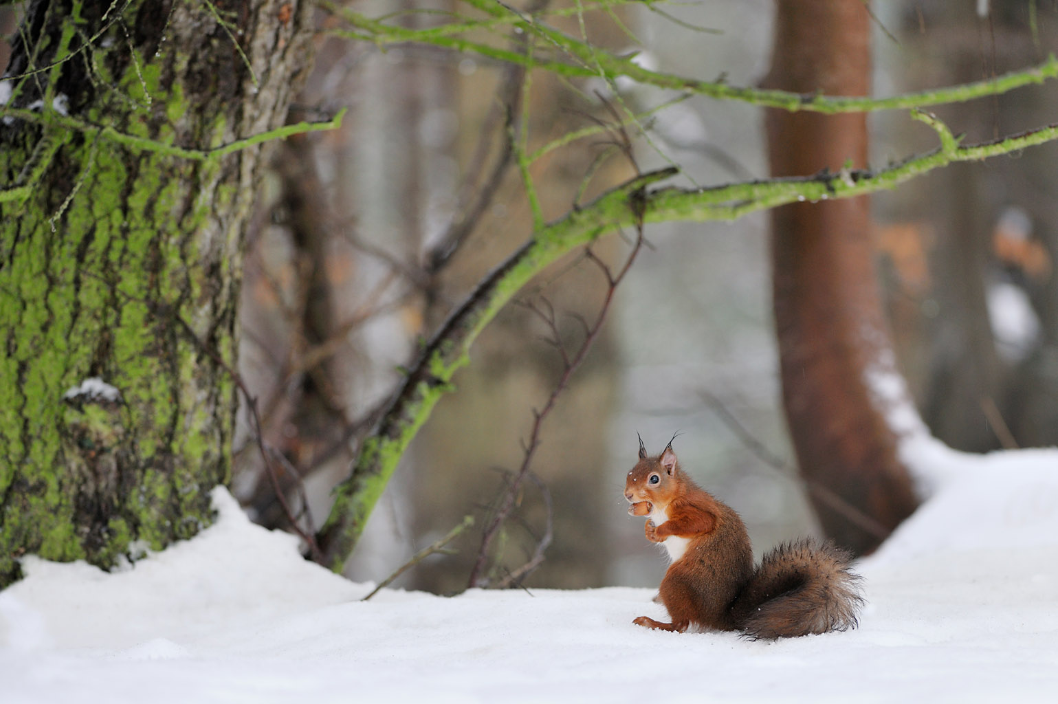 red squirrel 0107  PORTFOLIO GALLERY.jpg