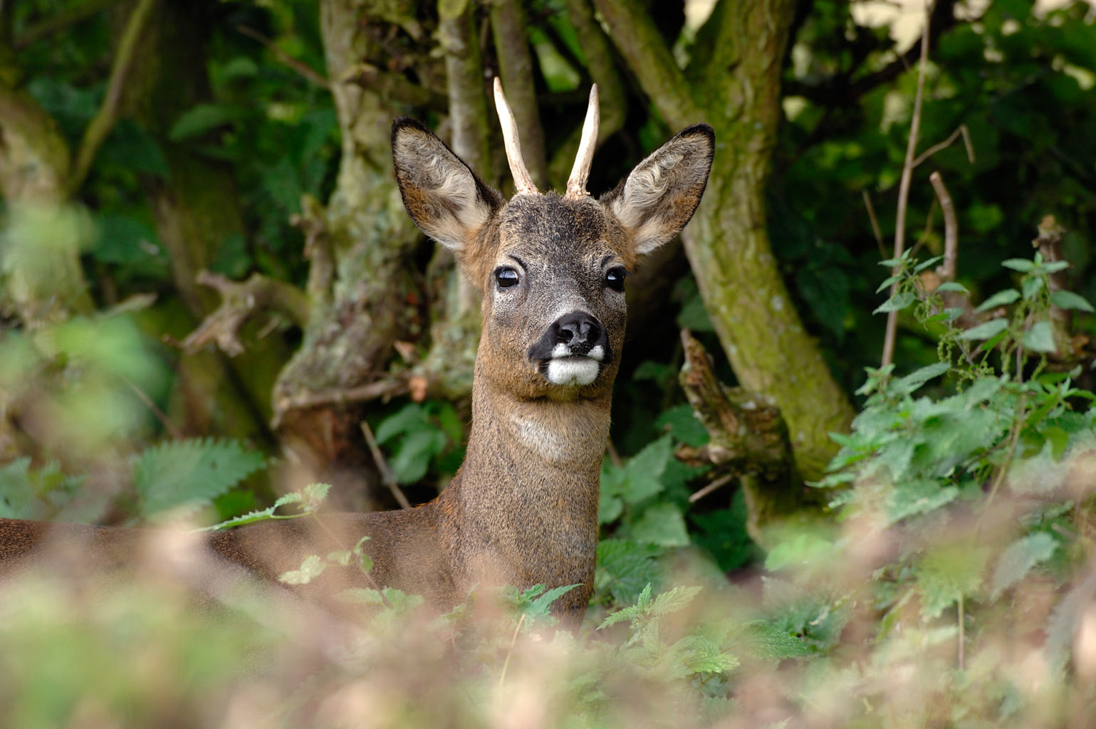 roe deer 0032  PORTFOLIO GALLERY.jpg