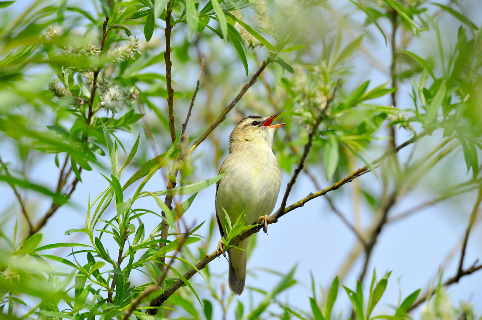 sedge warbler 0001  PORTFOLIO GALLERY.jpg