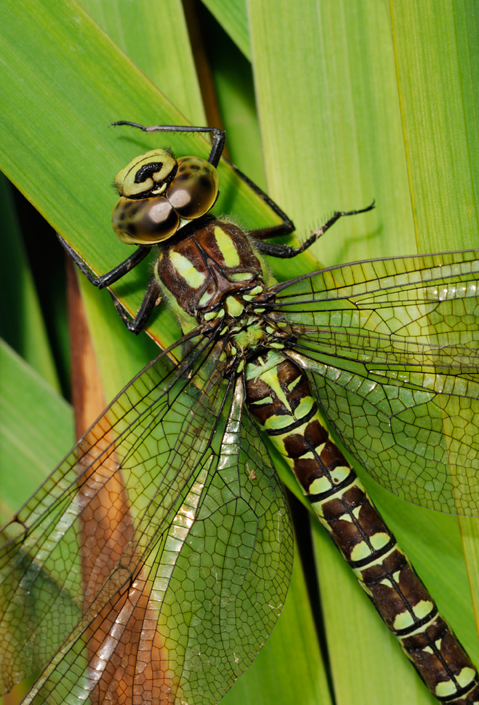 southern hawker dragonfly 0007  PORTFOLIO GALLERY.jpg