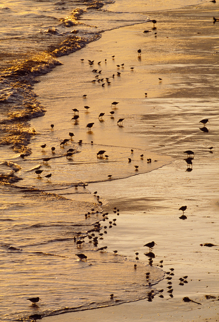 waders 0002  PORTFOLIO GALLERY.jpg