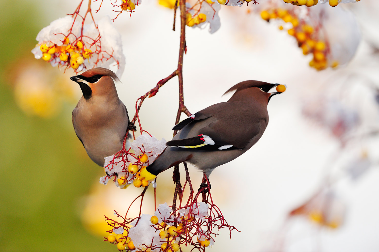 waxwing 0013  PORTFOLIO GALLERY.jpg