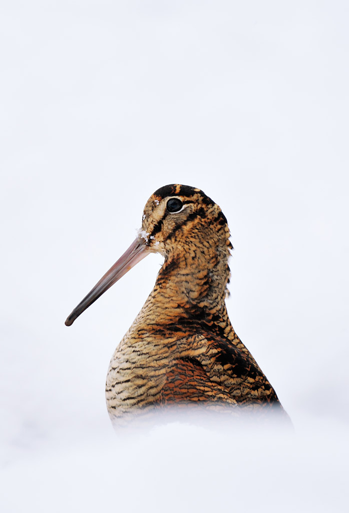 woodcock 0012  PORTFOLIO GALLERY.jpg