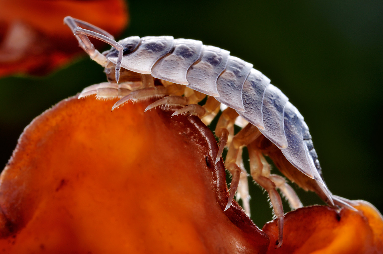 woodlouse 0003  PORTFOLIO GALLERY.jpg