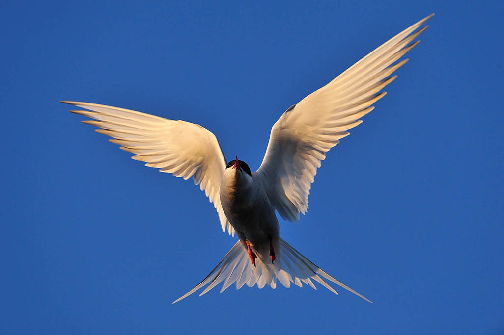 arctic tern 9219  HARRIS GALLERY.jpg