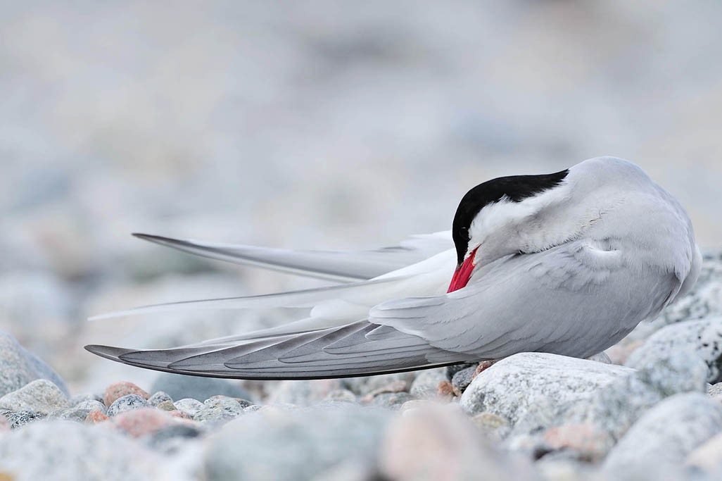 arctic tern 9451  HARRIS GALLERY.jpg