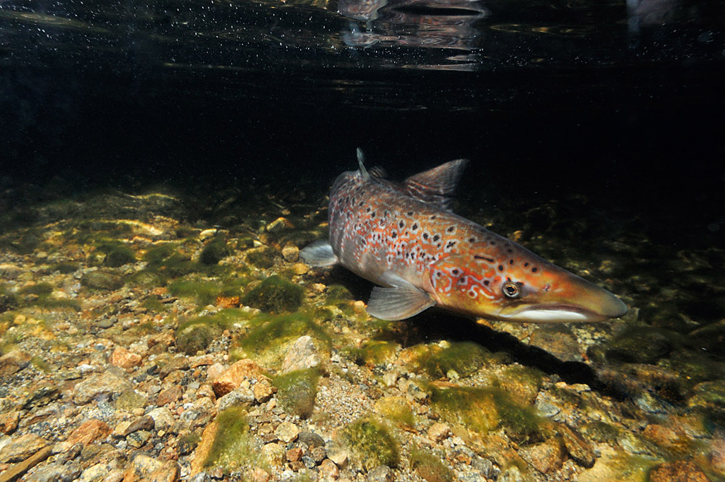 atlantic salmon 4540  HARRIS GALLERY.jpg