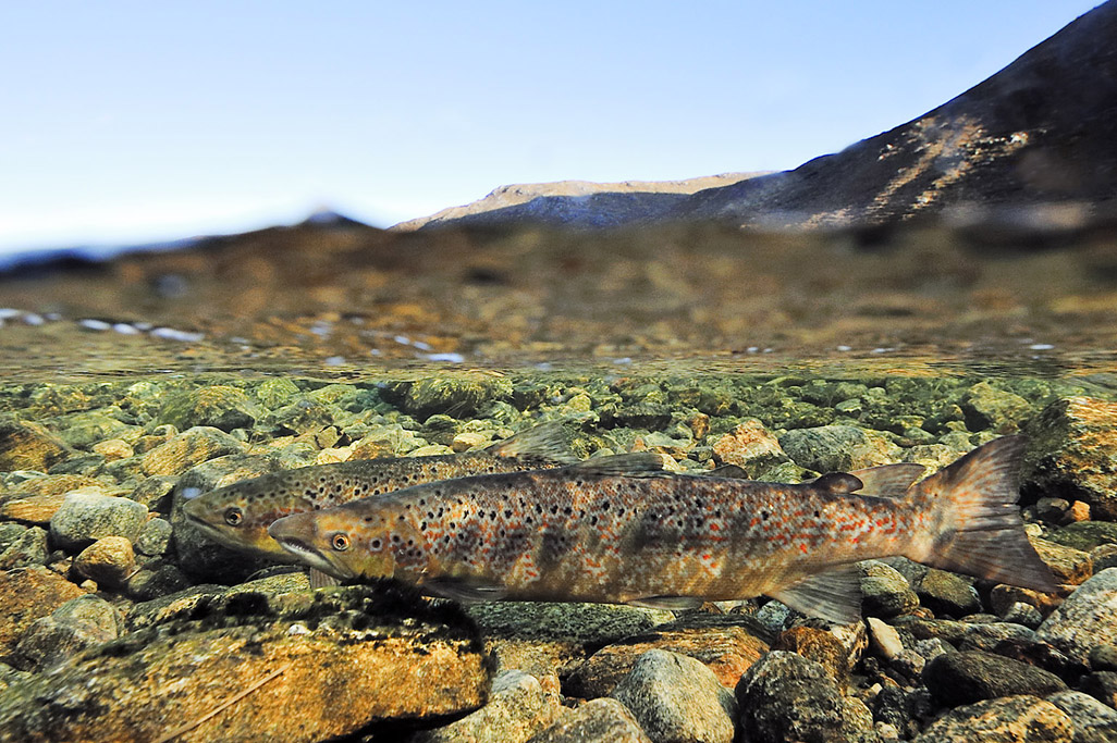 atlantic salmon 4967  HARRIS GALLERY.jpg