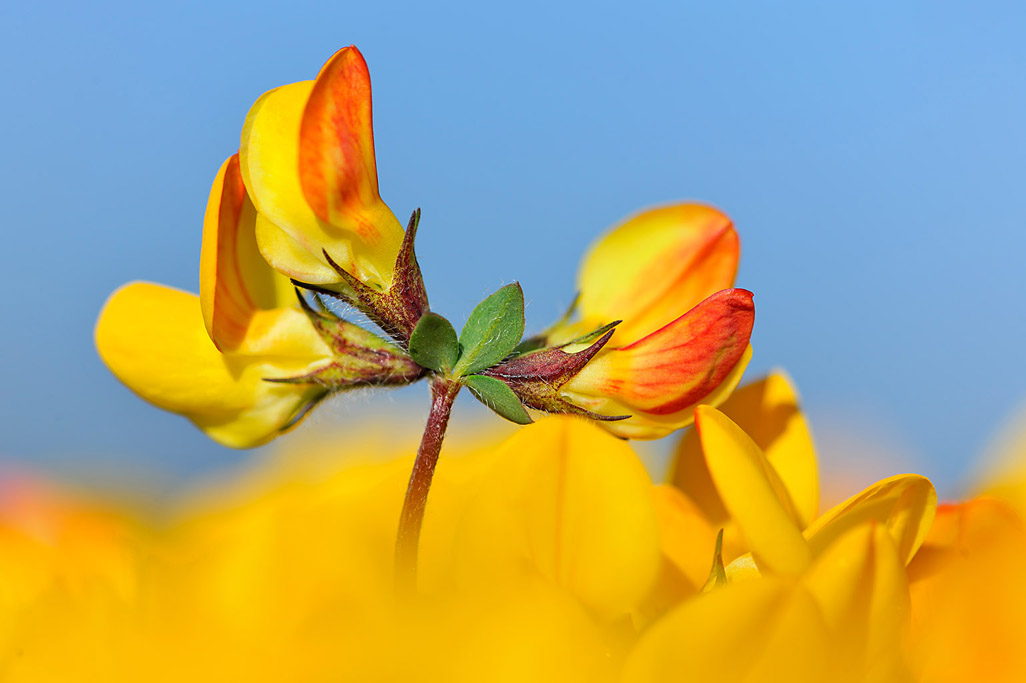 birdsfoot trefoil 9993  HARRIS GALLERY.jpg