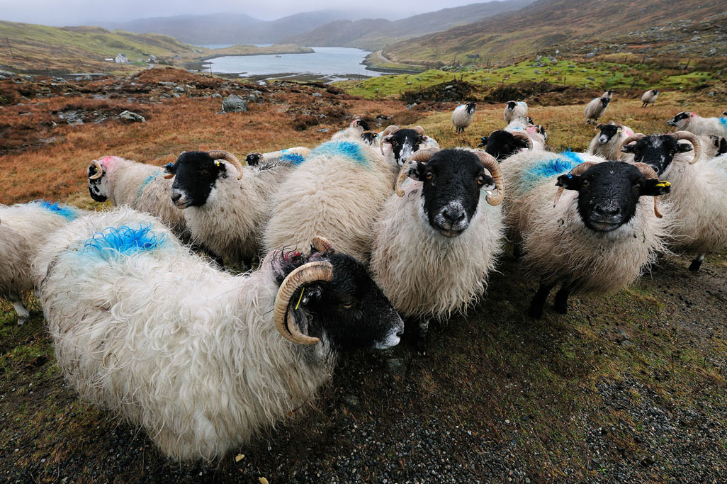 black-faced sheep 8525  HARRIS GALLERY.jpg