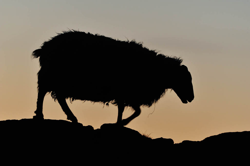 black-faced sheep 9077  HARRIS GALLERY.jpg