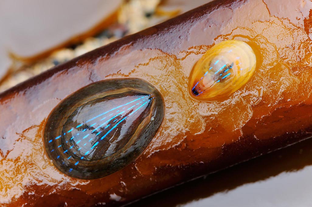 blue-rayed limpet 8476  HARRIS GALLERY.jpg