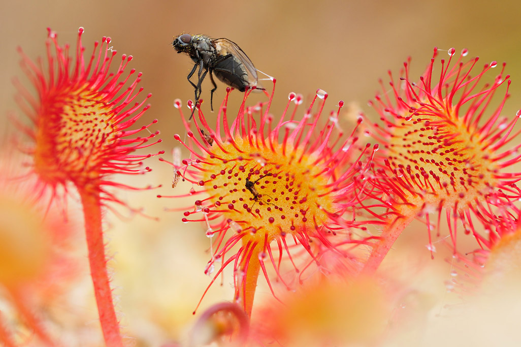 common sundew 8103  HARRIS GALLERY.jpg