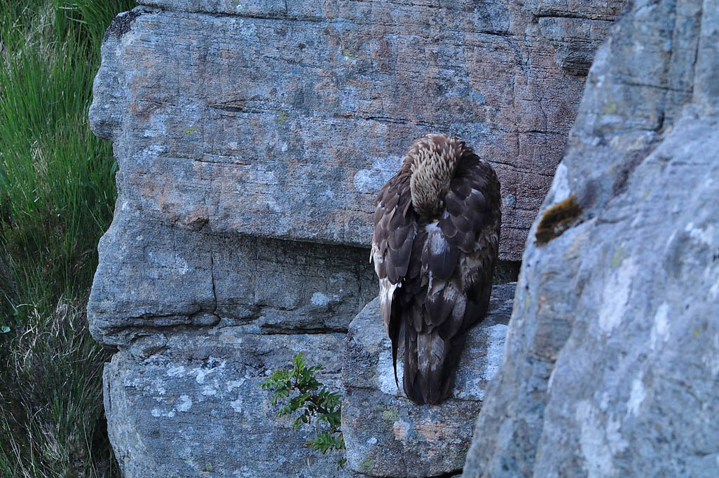 golden eagle 0295  HARRIS GALLERY.jpg