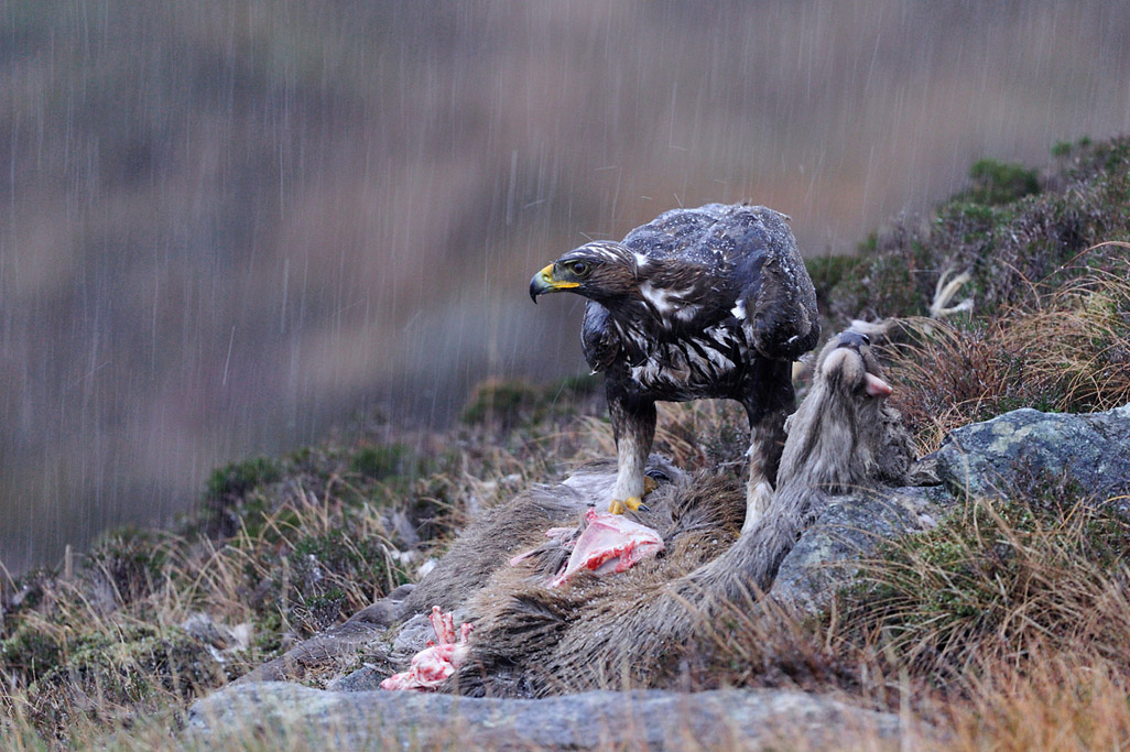 golden eagle 4631  HARRIS GALLERY.jpg