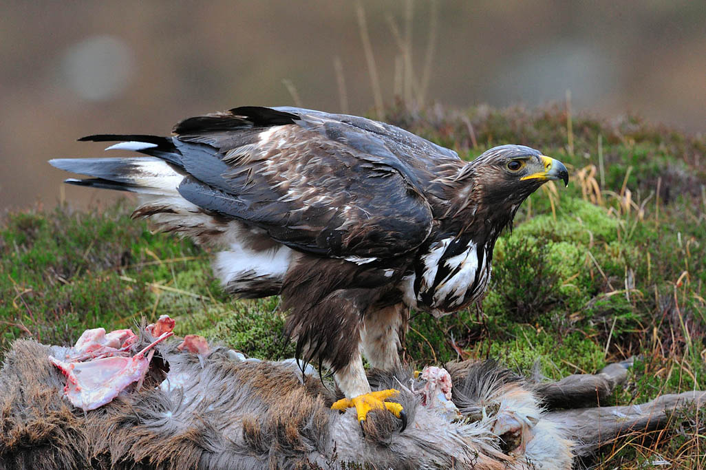 golden eagle 4764  HARRIS GALLERY.jpg