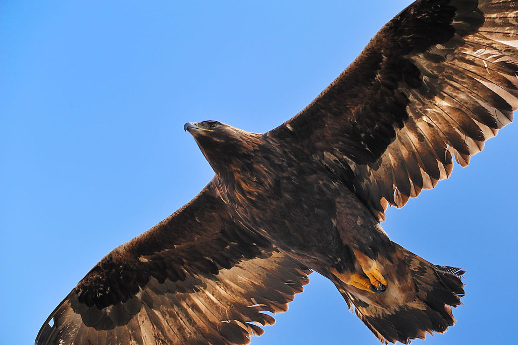 golden eagle 7701  HARRIS GALLERY.jpg