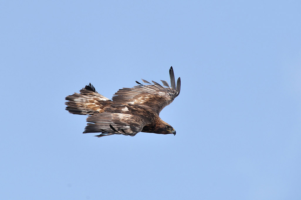 golden eagle 7717  HARRIS GALLERY.jpg