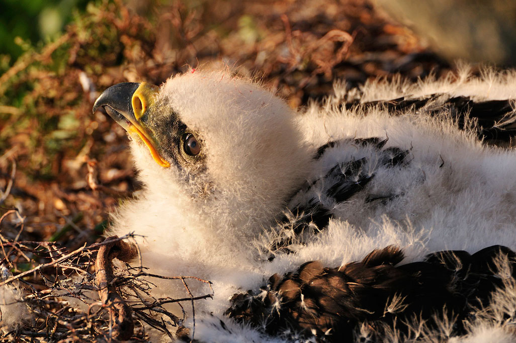 golden eagle 7841  HARRIS GALLERY.jpg