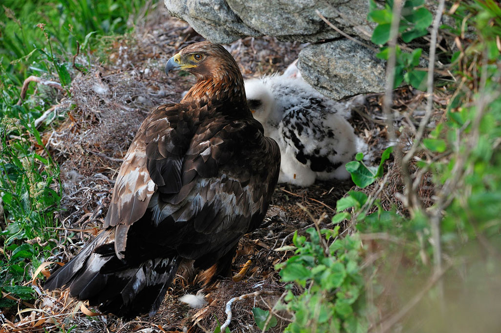 golden eagle 8272  HARRIS GALLERY.jpg